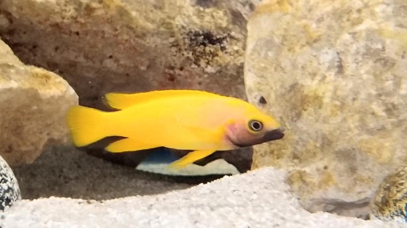 Neolamprologus leleupi 'Kitumba'